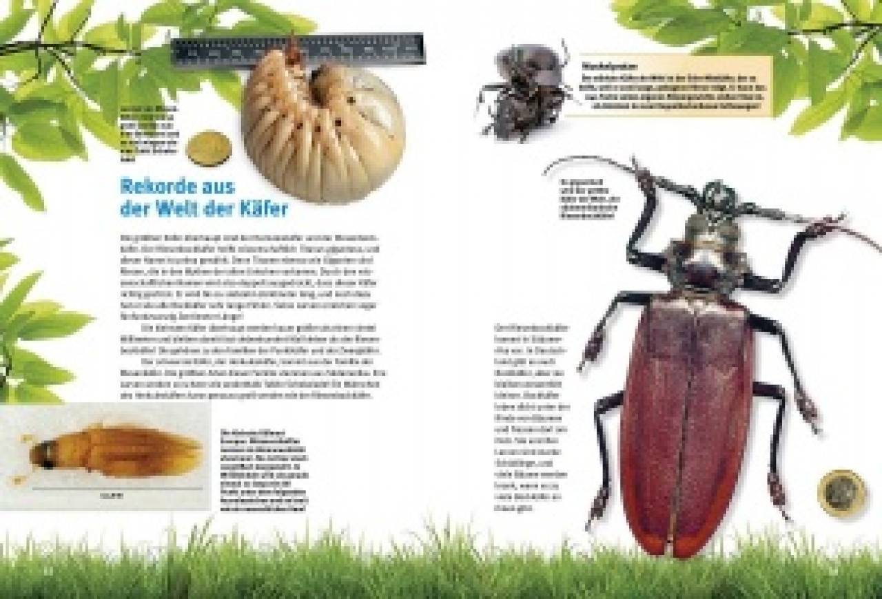 Entdecke die Käfer